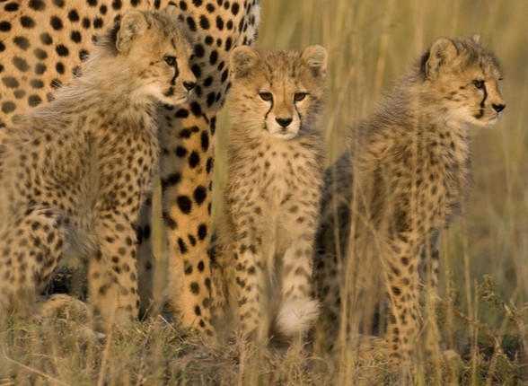Ree Park indsamling: Wild for life